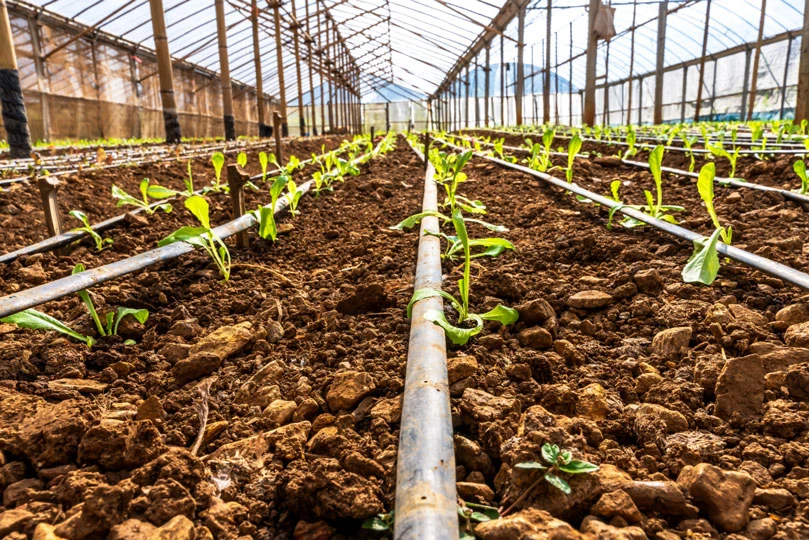 Young plants receiving controlled irrigation inside a growing structure