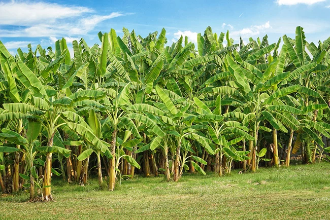 Healthy banana plantation in Karnataka