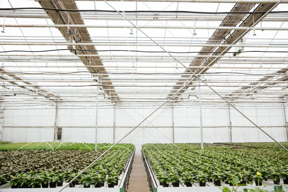 Rows of crops under drip irrigation inside a greenhouse